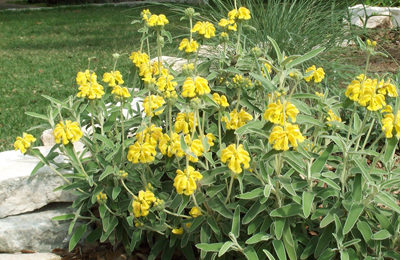 jerusalem sage