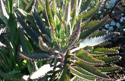 kalanchoe