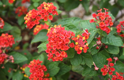 Lantana