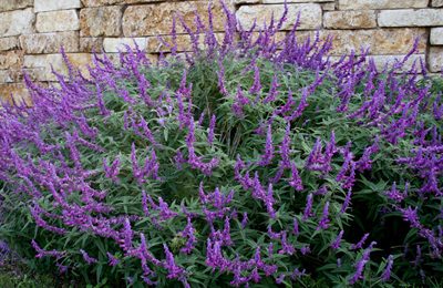 Mexican Bush Sage