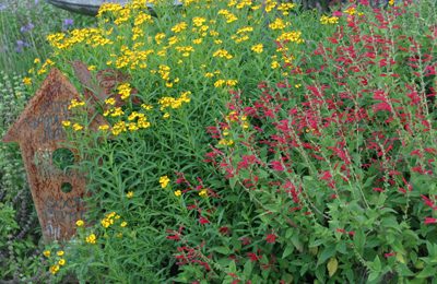 mexican mint marigold and pineapple sage