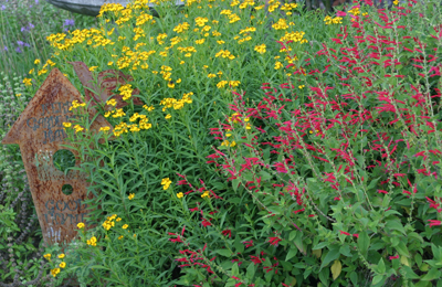 mexican mint marigold and pineapple sage