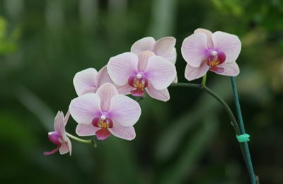 Moth Orchid