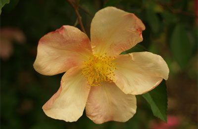 mutabilis rose