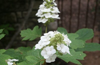 Oak Leaf Hydrangea