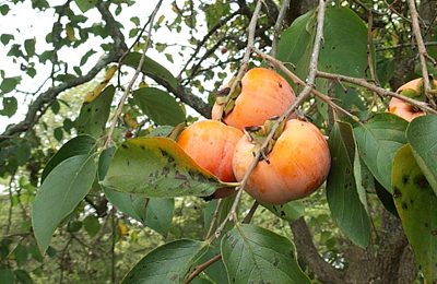 persimmons