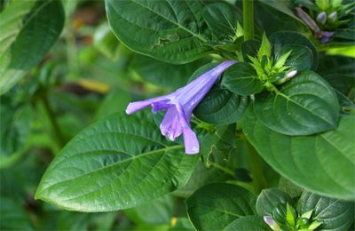 philippine violet