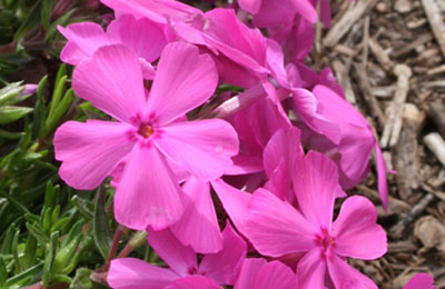 Phlox Drummondii