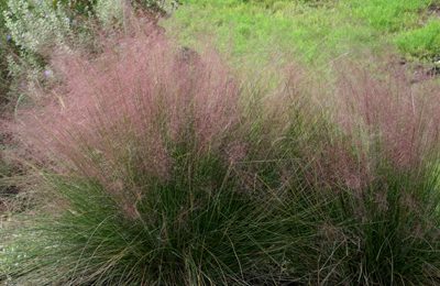 callejón fútbol americano Estándar Pink Muhly Grass (Regal Mist) | Central Texas Gardener