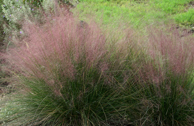 pink muhly grass