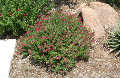 Pink Skullcap