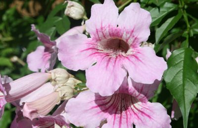 Pink Trumpet Vine Central Texas Gardener