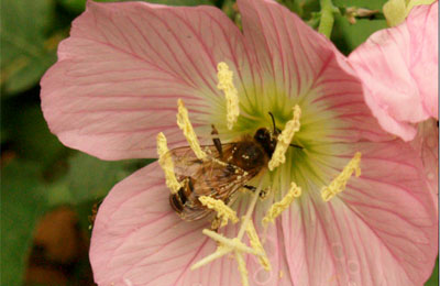 Pink Evening Primrose