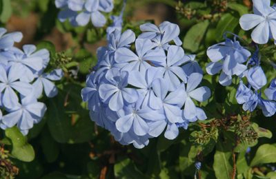 plumbago blooms