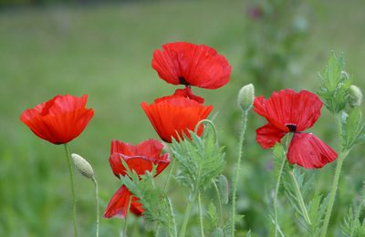 Poppies