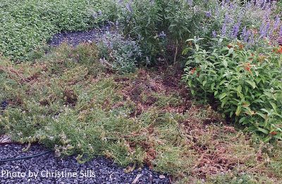 why prairie verbena rot central texas gardener