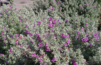 heavenly cloud texas sage