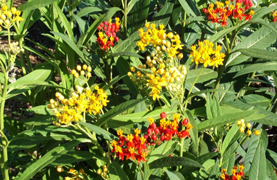 Mexican Milkweed