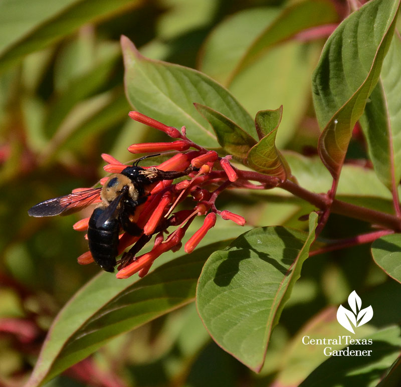 carpenter bee on firebush hamelia patens central Texas Gardener