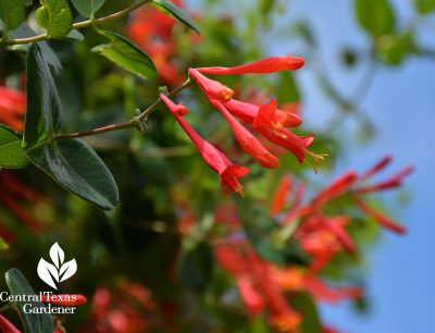 native evergreen coral honeysuckle vine for hummingbirds