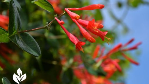 native evergreen coral honeysuckle vine for hummingbirds