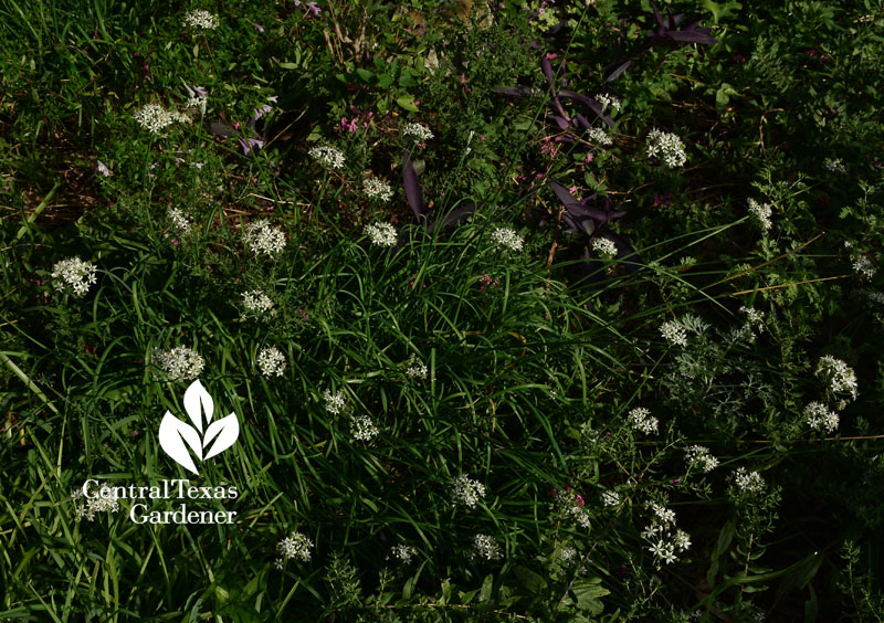 garlic chives central texas gardener