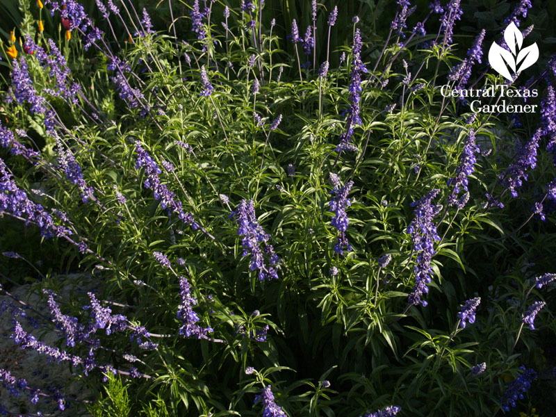 native salvia farinacea in Jenny Stocker's garden central texas gardener