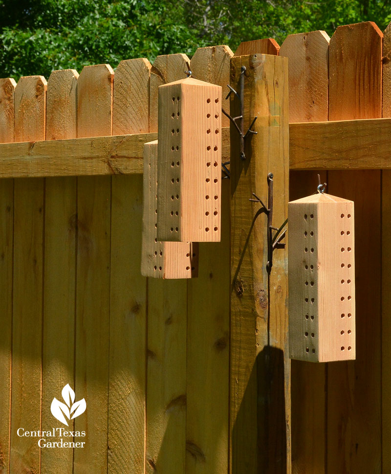 mason bee houses vicki blachman central texas gardener