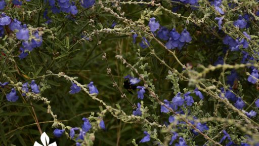 Bee on pitcher sage (Salvia azurea) central texas gardener