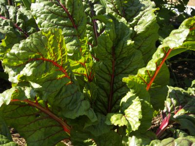 Swiss Chard