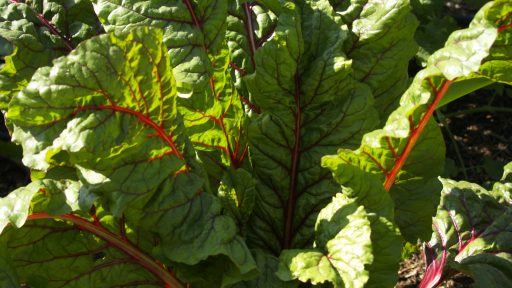 Swiss Chard