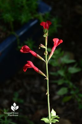 salvia silke's dream austin texas central texas gardener