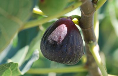 POW - Texas Everbearing Fig
