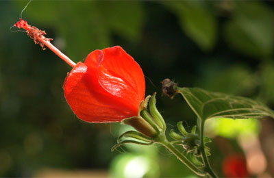 POW - Turk's Cap