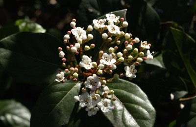 POW - Viburnum