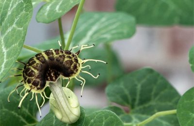 POW - White Veined Dutchmans Pipe