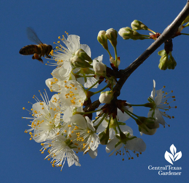 mexican plum flower bee central texas gardener