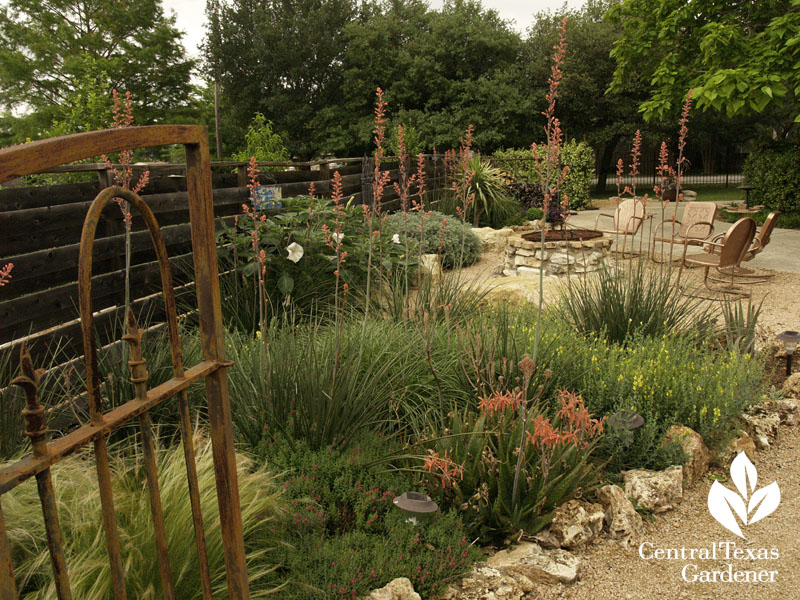 aloes yuccas and texture drought tough Hutto Central Texas Gardener