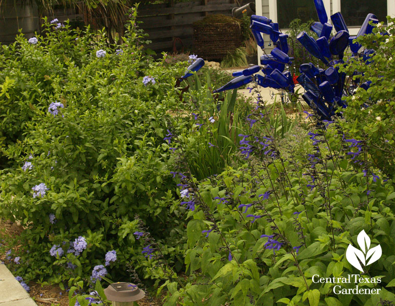 blue bottles, plumbago, salvia Hutto Central Texas Gardener blue bottles, plumbago, salvia Hutto Central Texas Gardener