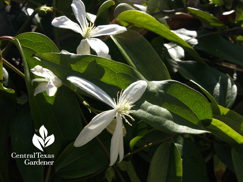 clematis armandii vine for shade Central Texas Gardener