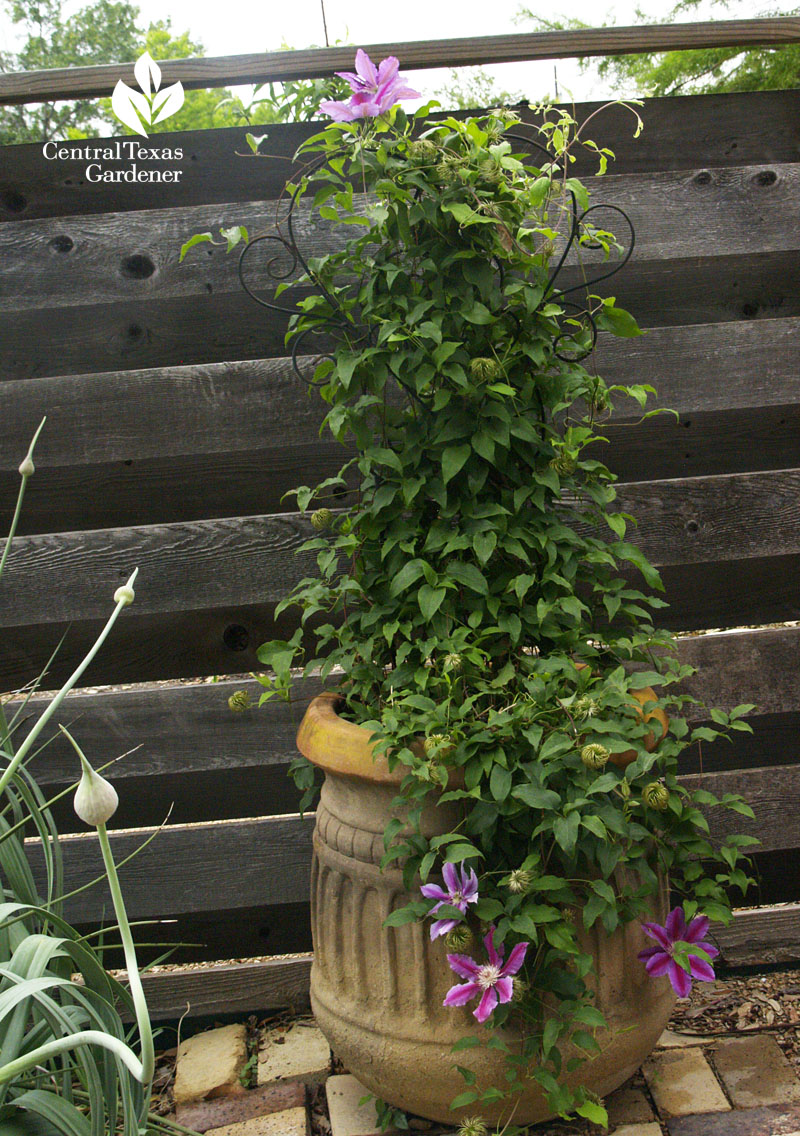 clematis in a container Central Texas Gardener clematis in a container Central Texas Gardener