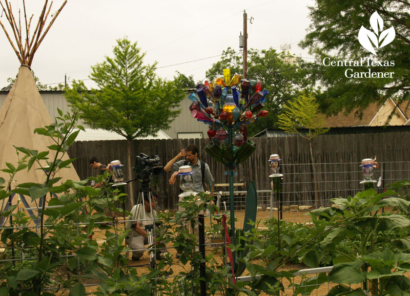 colorful bottle tree vegetable garden Hutto Central Texas Gardener