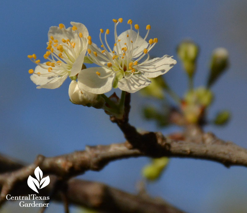 mexican plum flowers central texas gardener