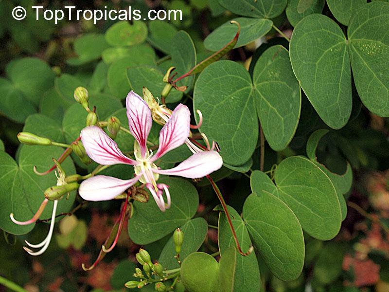 orchid vine bauhinia corymbosa orchid vine bauhinia corymbosa