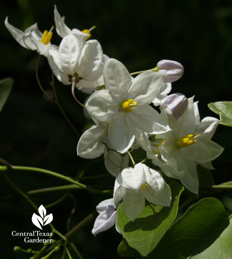 potato vine flower Central Texas Gardener