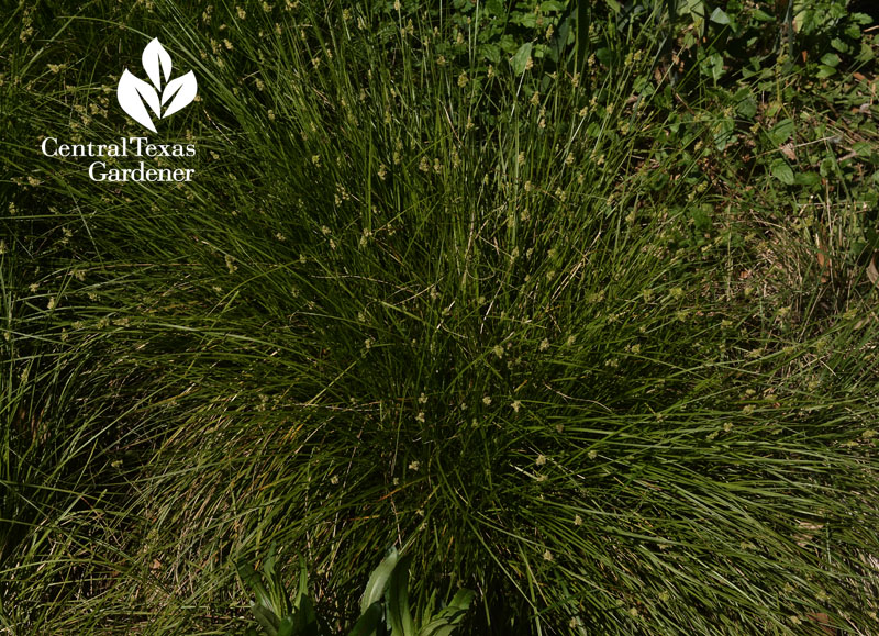 Texas sedge seed heads central texas gardener