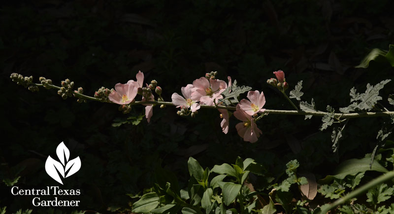 apricot globe mallow central texas gardener 