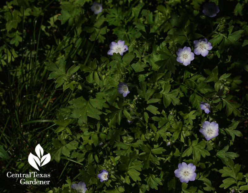 native baby blue-eyes wildflower central texas gardener 