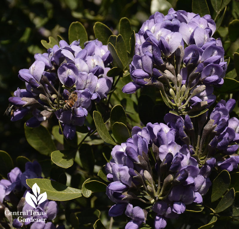 bee on native moutain laurel tree flower central texas gardener 