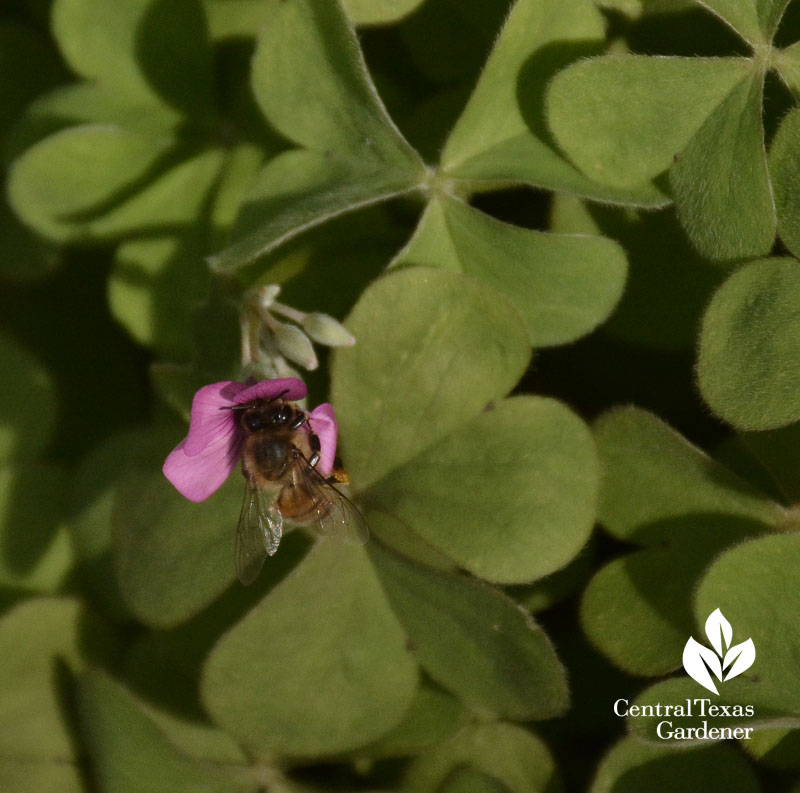 bee on oxalis 